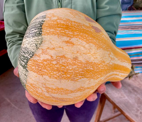 Hopi Origin Cushaw Winter Squash