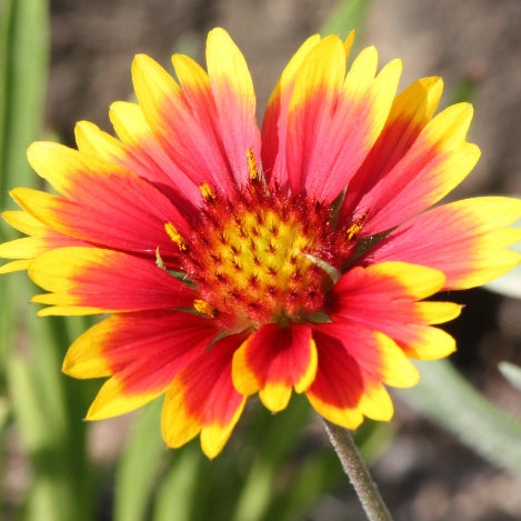 Blanket Flower (Gaillardia)