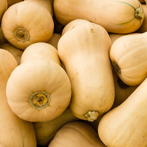 Ponca Butternut Squash