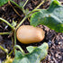Ponca Butternut Squash