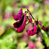 Purple Hyacinth Bean