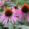 Echinacea