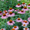 Southwest Bee Friendly Wildflower Mix