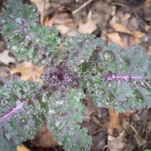 Red Russian Kale