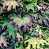 Red Russian Kale