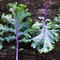Red Russian Kale