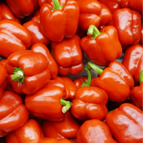 Early California Wonder Bell Pepper