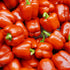 Early California Wonder Bell Pepper