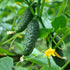National Pickling Cucumber