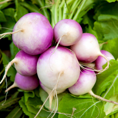 Purple Top White Globe Turnip