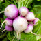 Purple Top White Globe Turnip