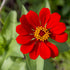 Peruvian Zinnia
