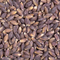 Purple Dolma Barley