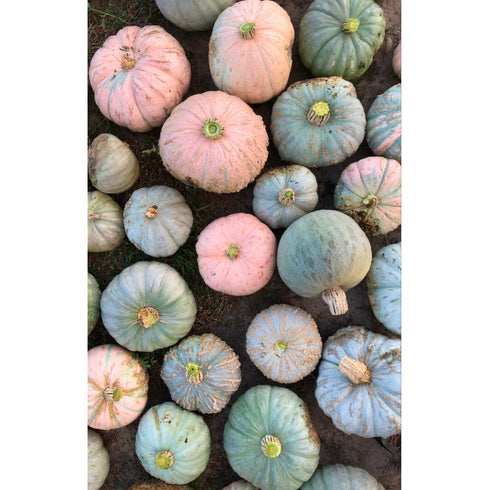 Pueblo Hubbard Squash