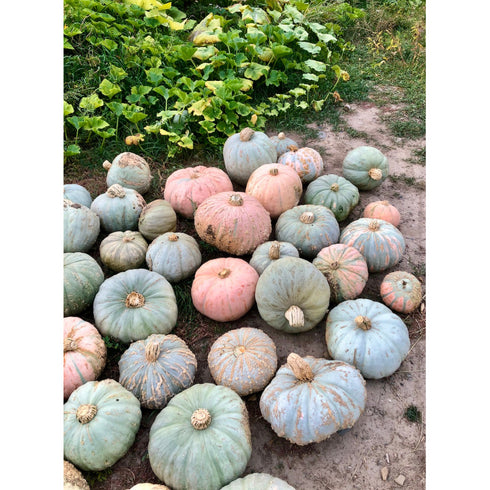 Pueblo Hubbard Squash