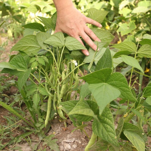 Ancestral Puebloan Beans