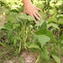 Ancestral Puebloan Beans
