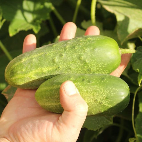 Marketmore Cucumber