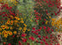 Dyer's Coreopsis