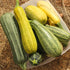Summer-Winter Squash: Hopi Yellow Crookneck x Dark Star Zucchini