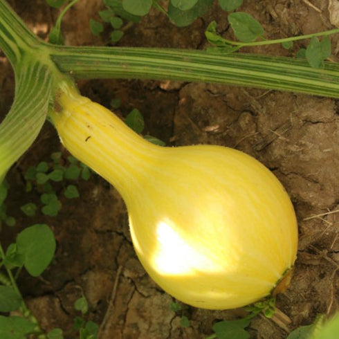 Summer-Winter Squash: Hopi Yellow Crookneck x Dark Star Zucchini