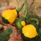 Summer-Winter Squash: Hopi Yellow Crookneck x Dark Star Zucchini