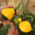 Summer-Winter Squash: Hopi Yellow Crookneck x Dark Star Zucchini