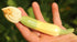 Summer-Winter Squash: Hopi Yellow Crookneck x Dark Star Zucchini