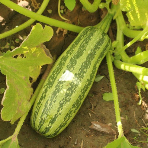 Summer-Winter Squash: Hopi Yellow Crookneck x Dark Star Zucchini