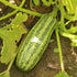 Summer-Winter Squash: Hopi Yellow Crookneck x Dark Star Zucchini