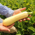 Summer-Winter Squash: Hopi Yellow Crookneck x Dark Star Zucchini