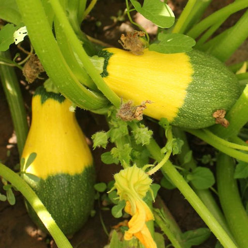 Summer-Winter Squash: Hopi Yellow Crookneck x Dark Star Zucchini