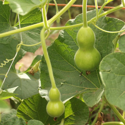 Hopi Origin Rattle Gourd