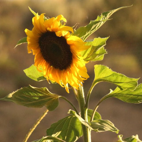 Giant Purple Seeded Sunflower