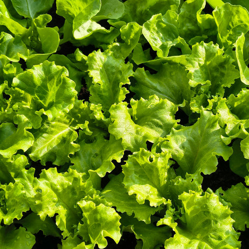 Black Seeded Simpson Lettuce