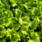 Black Seeded Simpson Lettuce