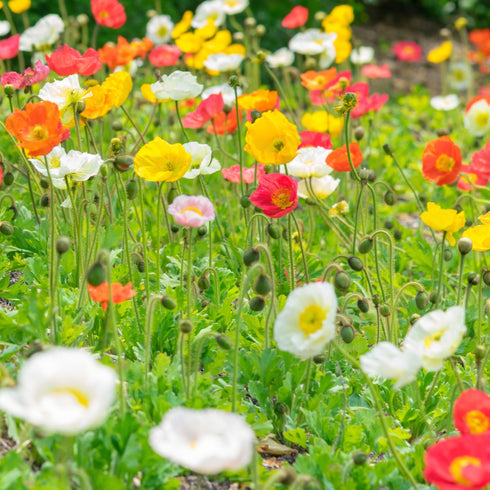 California Poppy Mix