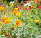 California Poppy Mix