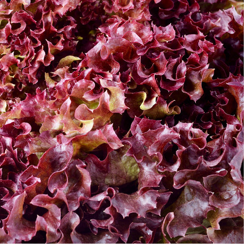 Red Saladbowl Lettuce