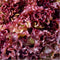 Red Saladbowl Lettuce
