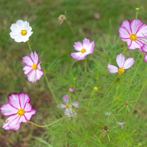 Candystripe Cosmos