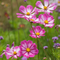 Candystripe Cosmos