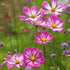 Candystripe Cosmos