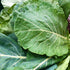 Champion Collards