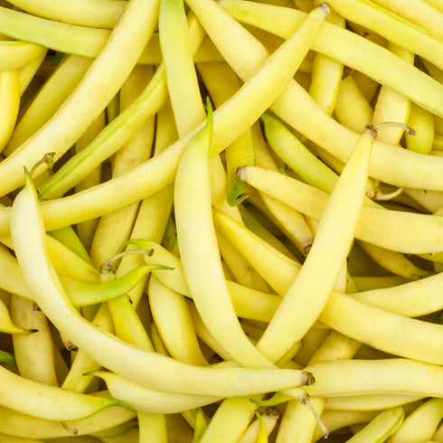 Cherokee Black Wax Beans