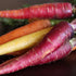 Colorful Carrot Mix