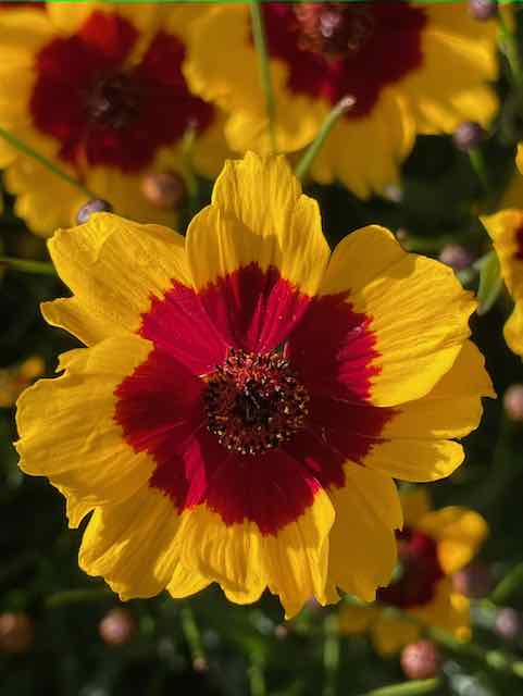 Dyer's Coreopsis