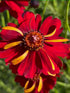 Dyer's Coreopsis