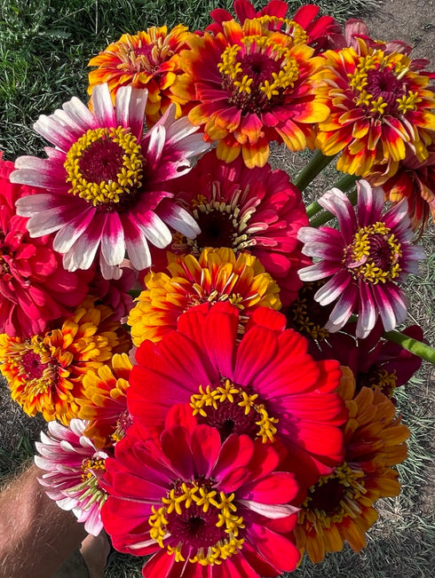 Crouching Tiger/Hidden Dragon Zinnia