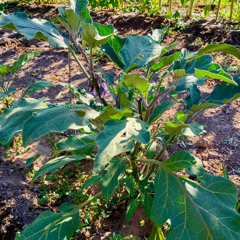 Early Violet Italian Eggplant